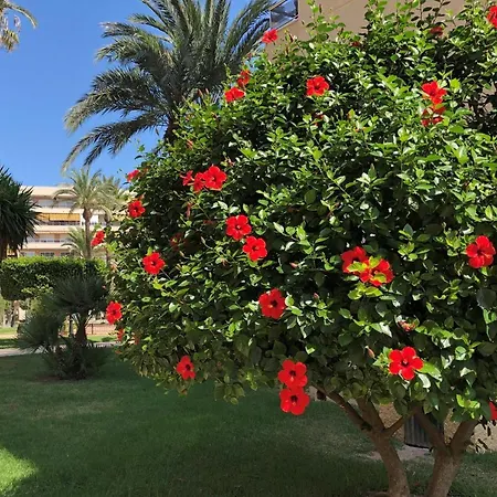 Appartamento Sweet El Palmeral Locos